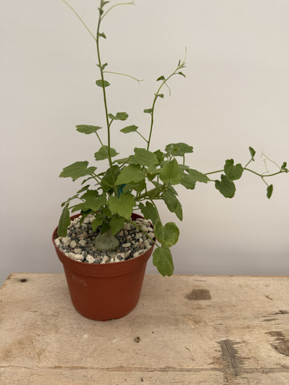 Xerosicyos pubescens 6" Pot