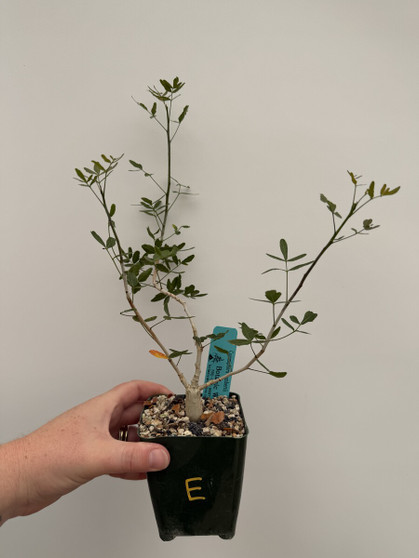 Commiphora humbertii 3.5" Pot E