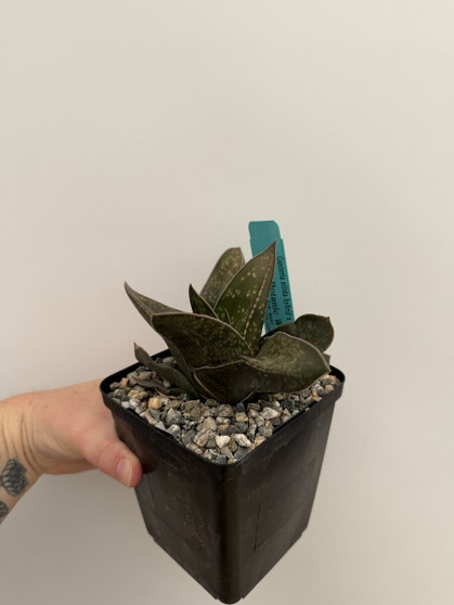 Gasteria nitida hybrid x excelsa 5" Pot