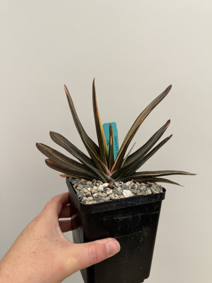 Gasteria NCS Hyrbid variegata 5" Pot