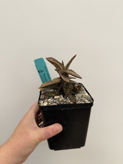 Gasteria rawlinsonii x lilliputana 5" Pot