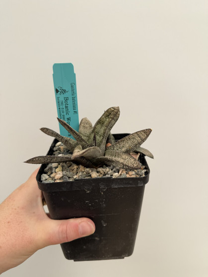 Gasteria batesiana #1 5" Pot