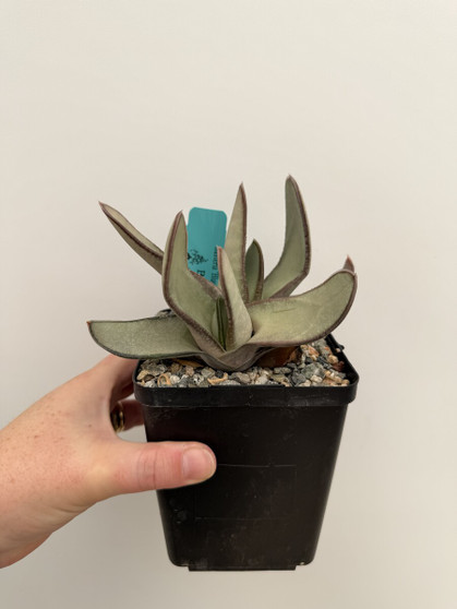 Gasteria 'Blue Ox' 5" Pot