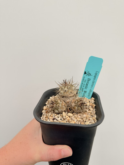 Copiapoa cinerea v. albispina - Triple Headed Specimen!