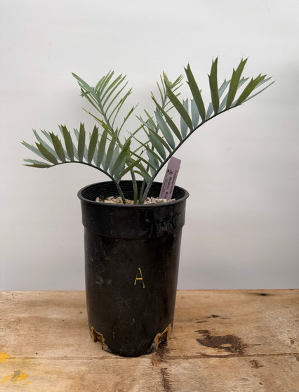 Encephalartos horridus 1 Gallon Pot A