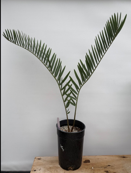 Encephalartos eugene-maraisii 1 Gallon Pot