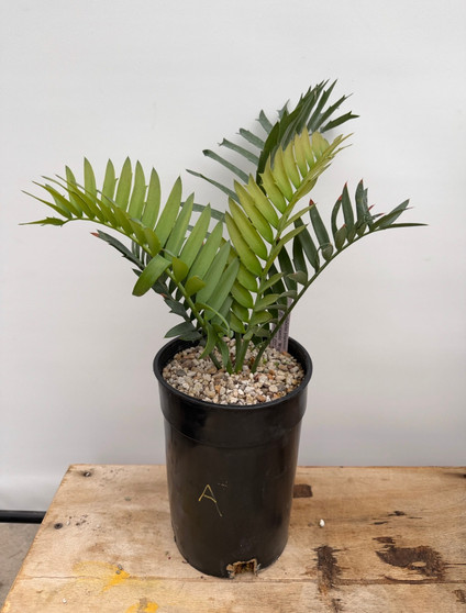 Encephalartos trispinosus 1 Gallon Pot A
