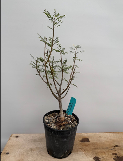Bursera microphylla 5" Pot - 15+ Year Old Plant!!