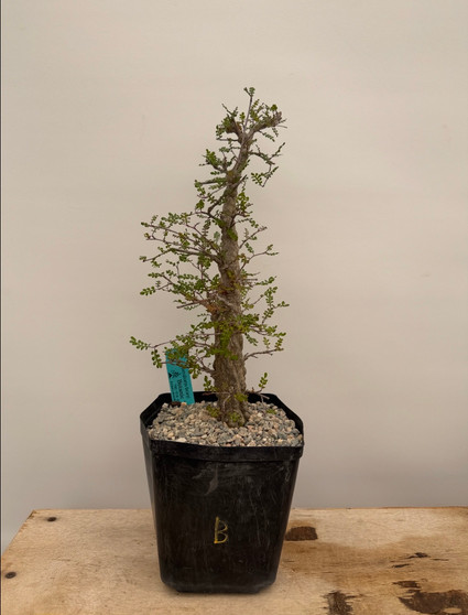Operculicarya decaryi 6" Pot B