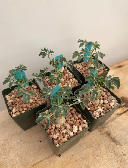 Jatropha cathartica 3.5" Pots