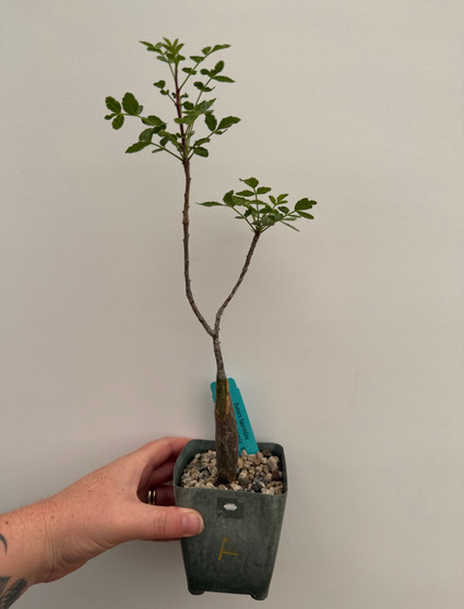 Bursera fagaroides 3.5" Pot A
