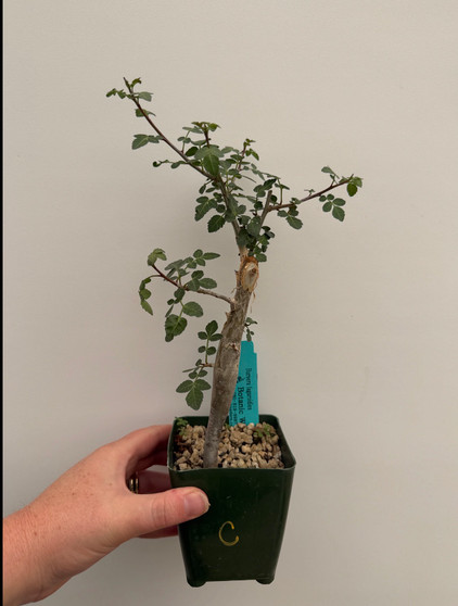 Bursera fagaroides 3.5" Pot C