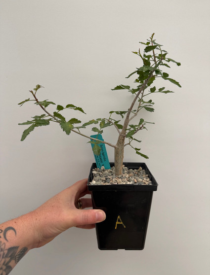 Bursera fagaroides 5" Pot A
