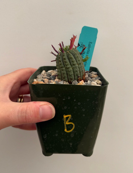 Euphorbia stellispina 3.5" Pot B