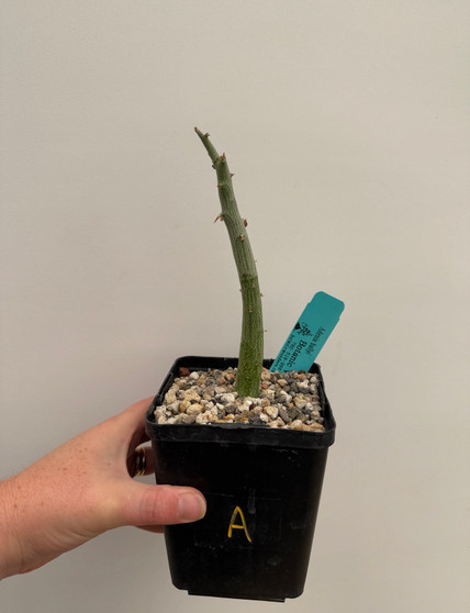 Adenia ballyi 5" Pot A