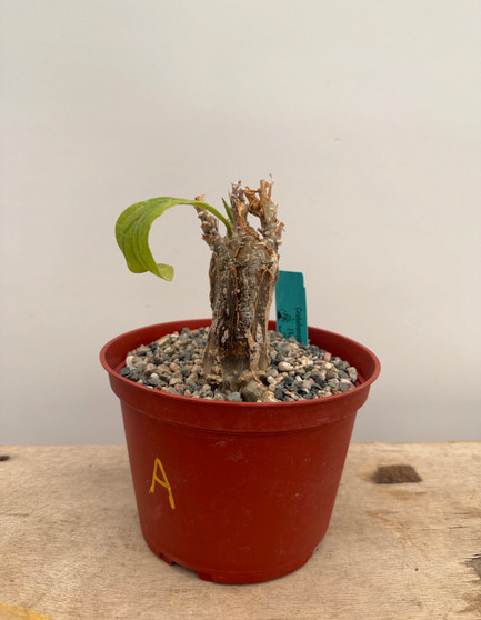 Cephalopentandra eccirhosa 6" Pot A