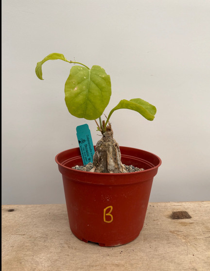 Cephalopentandra eccirhosa 6" Pot B