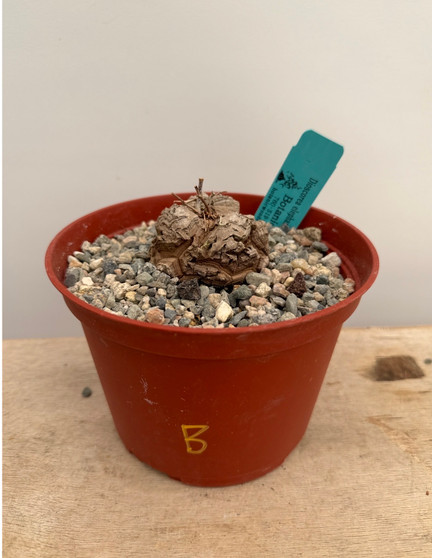 Dioscorea elephantipes 6" Pot B