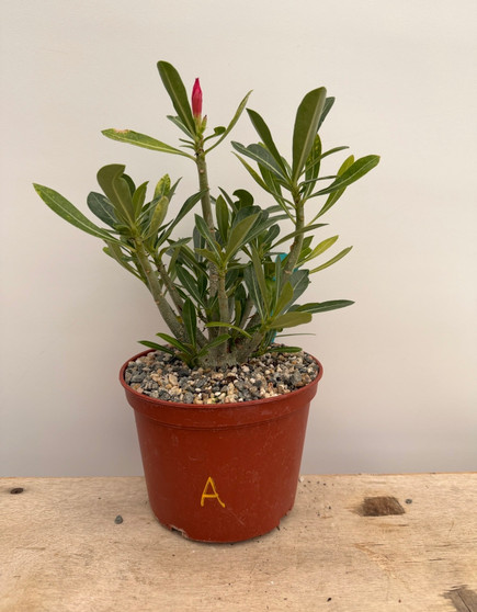 Adenium obesum hybrid 6" Pot A