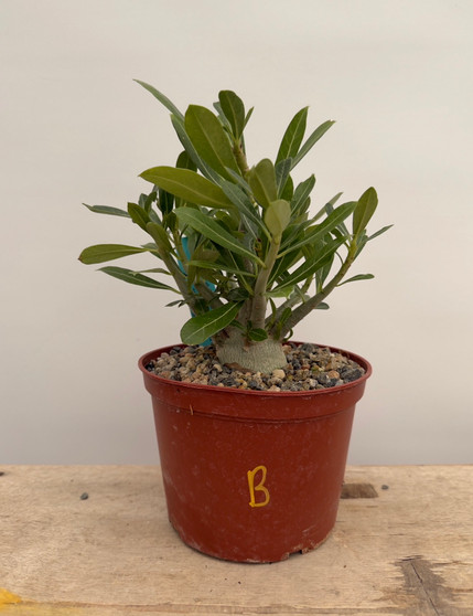 Adenium obesum hybrid 6" Pot B