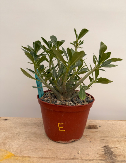 Adenium obesum hybrid 6" Pot E