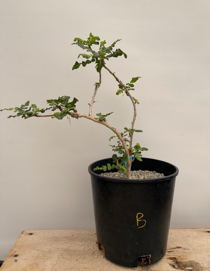Boswellia sacra 2 Gallon Pot B
