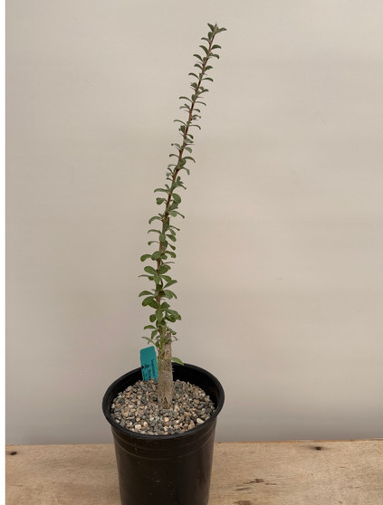 Sesamothamnus lugardii 1 Gallon Pot