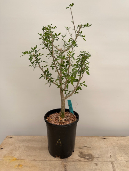 Bursera fagaroides 1 Gallon Pot A