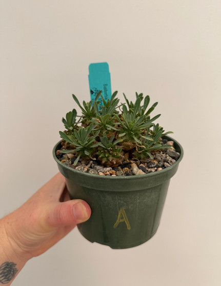 Euphorbia 'Japonica' 5" Pot A