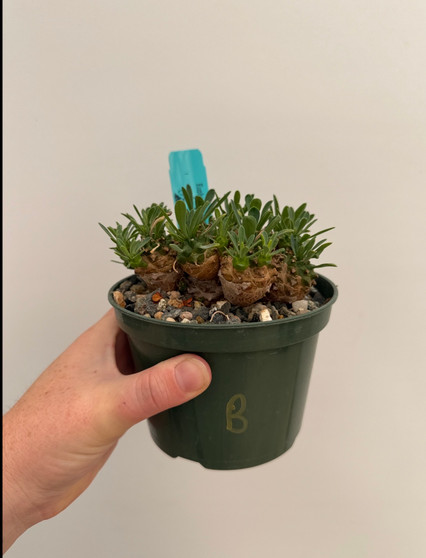 Euphorbia 'Japonica' 5" Pot B