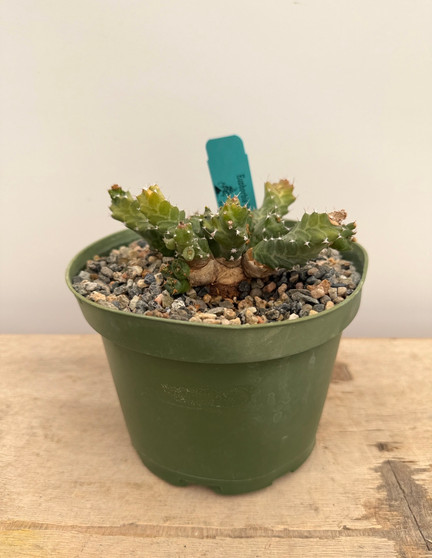 Euphorbia hybrid 6" Pot