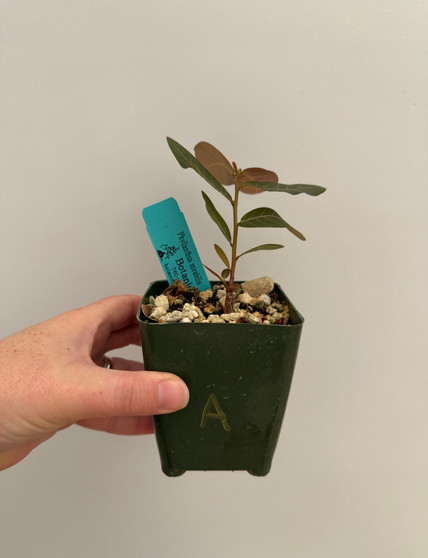 Phyllanthus mirablis 3.5" Pot A