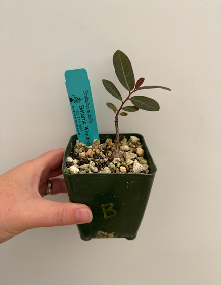 Phyllanthus mirablis 3.5" Pot B