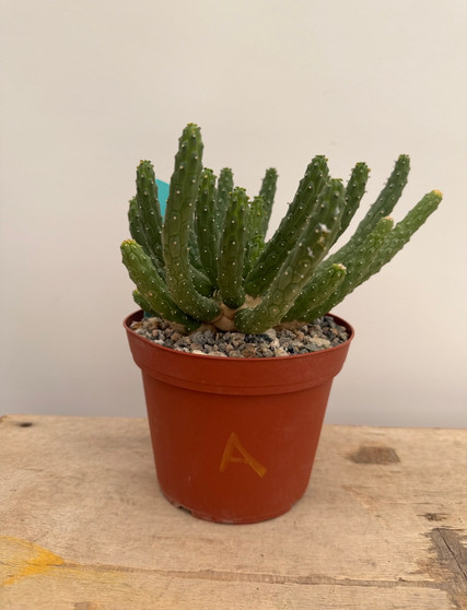 Euphorbia inermis ssp. huttonae 6" Pot A