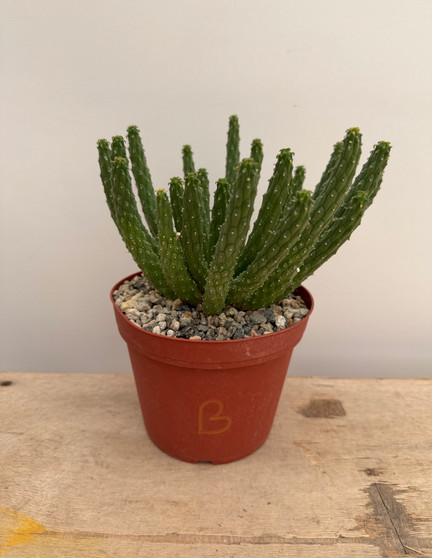 Euphorbia inermis ssp. huttonae 6" Pot B