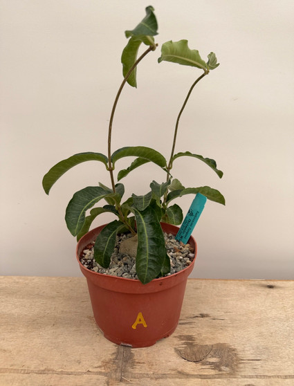 Raphionacme flanaganii 6" Pot A
