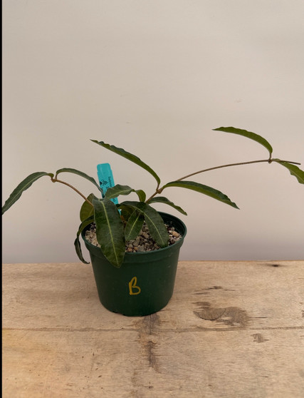 Raphionacme flanaganii 6" Pot B