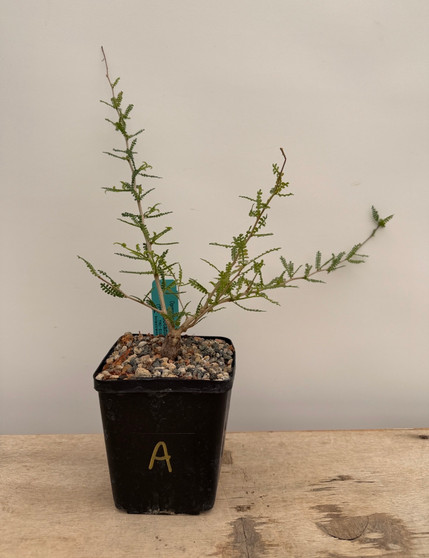 Operculicarya hyphaenoides 5" Pot A - Root cutting