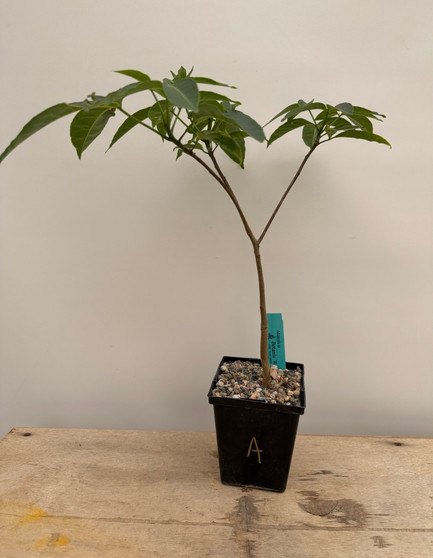 Adansonia za 5" Pot A
