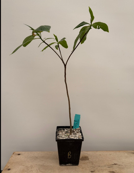 Adansonia za 5" Pot B