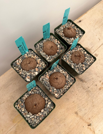 Dioscorea elephantipes 3.5" Pots