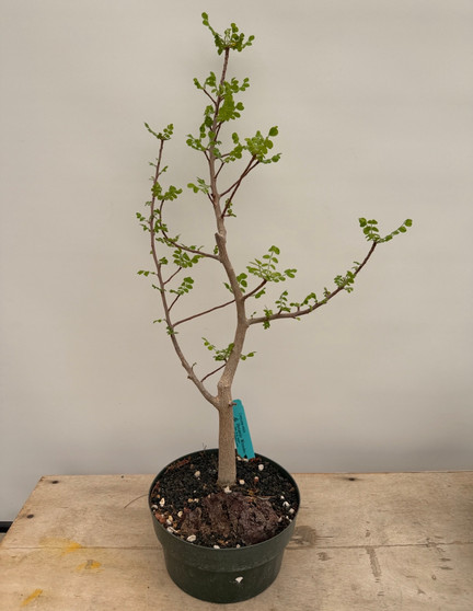 Cyrtocarpa edulis 8" Pot