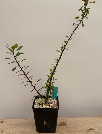 Fouquieria fasciculata 5" Pot B
