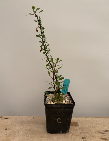 Fouquieria fasciculata 5" Pot C