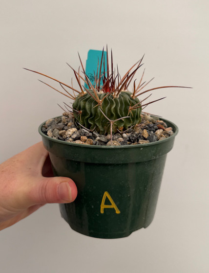 Stenocactus lamellosus 5" Pot A
