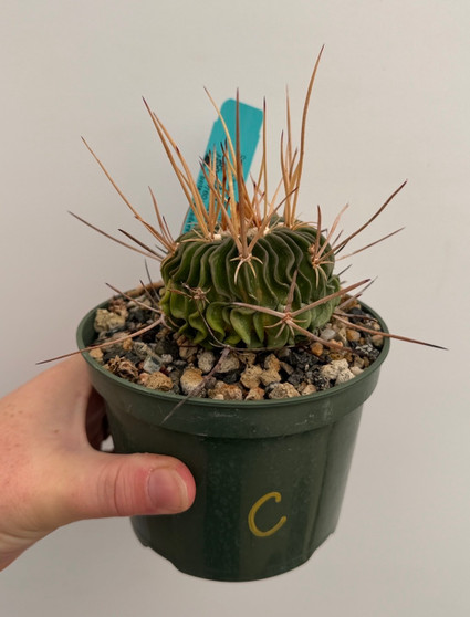 Stenocactus lamellosus 5" Pot C