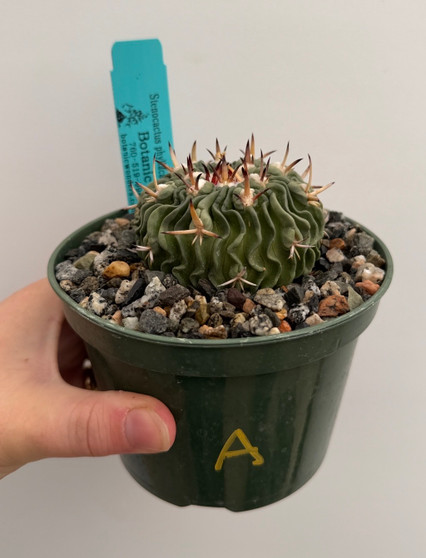 Stenocactus phyllacanthus v. violaciflorus 5" Pot A