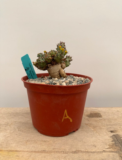Euphorbia species 6" Pot A