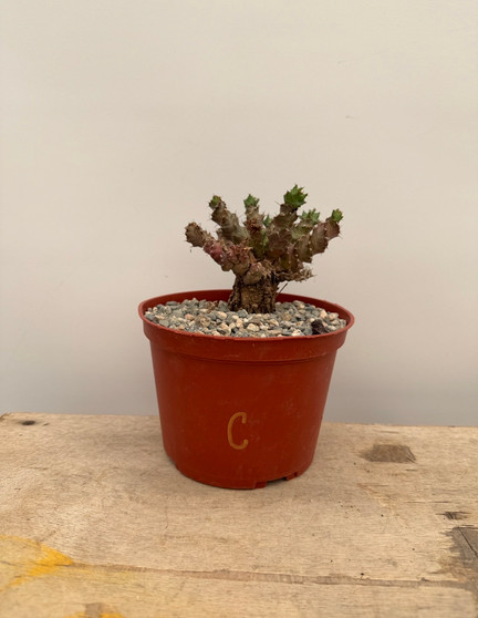 Euphorbia species 6" Pot C