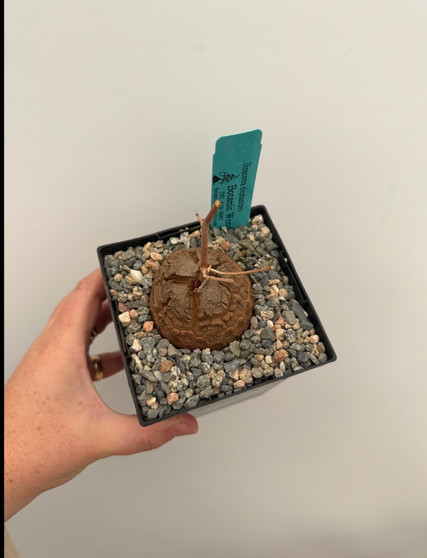 Dioscorea elephantipes 5" Pot B